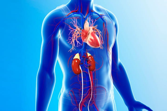 Illustrazione anatomica del sistema cardio-renale